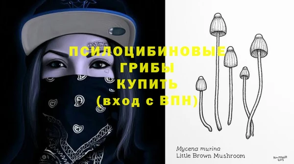 прущие грибы Абинск